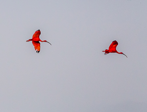 Scarlet Ibis, Caroni Swamp, Trinidad